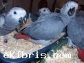 congo african grey parrot for 200