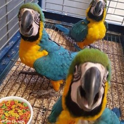 babies macaw parrots for 200