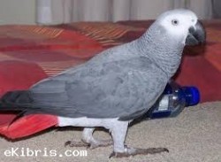 congo african grey parrot for 150