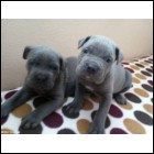 We have cane corso puppies available.