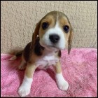 Safkan beagle yavrularmz mevcuttur.