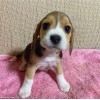 Safkan beagle yavrularmz mevcuttur.